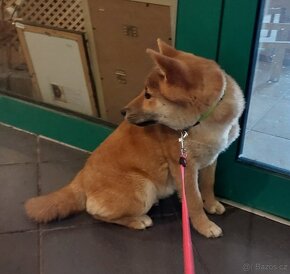 Shiba inu - 4