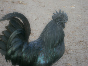 Ayam cemani - 4