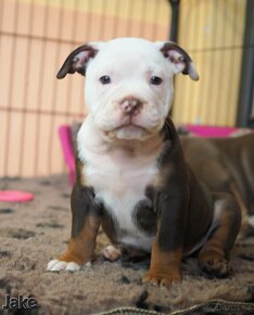 Staroanglický buldok / Old English Bulldog ( OEB ) - 4