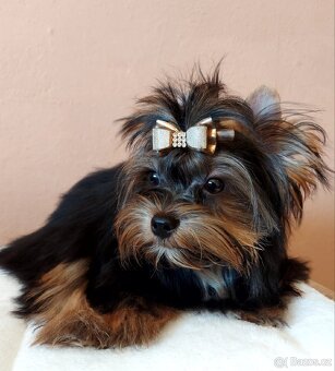 Yorkshire terrier - 4