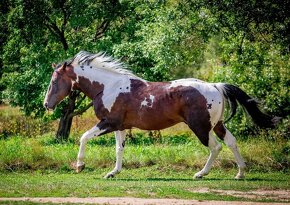 připouštění ověřenými plemeníky PAINT HORSE-HOMOZYGOT - 4