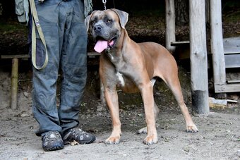 Cane Corso krycí pes - 4