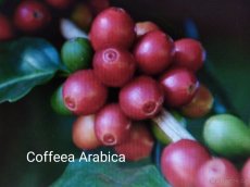 Cofeea Arabica rostlina 100 Kč - 4