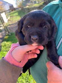 Labrador s neměckým ovčákem - 4