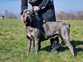 Cane Corso ke krytí - 4