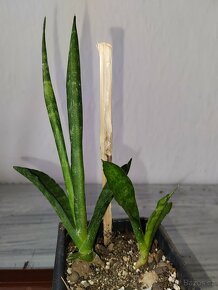 Sansevieria,Tchynin jazyk - 4