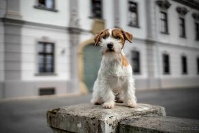 Jack russel terier s PP - 4