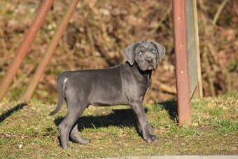 Cane Corso štěňata s FCI PP - 4