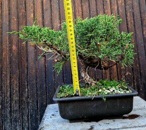 BONSAI, Bonsaj, Yamadori - Juniperus simpactu 3 - 4