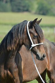 Welsh cob - klisna - 4