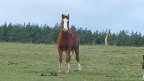 Welsh mountain pony, sekce A - 4