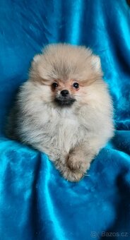 POMERANIAN - 4