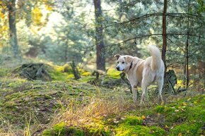 BELMONDO K ADOPCI - vděčný, přátelský mazel, vhodný k dětem - 4