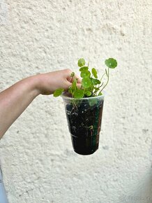 Gotu kola (gotu cola) - penízovka indická - 4