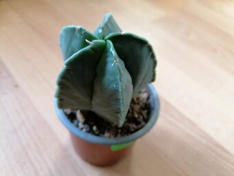 Kaktusy sbírka 5 kaktusů Astrophytum a Lophophora - 4