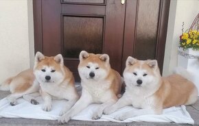 Akita inu - 4