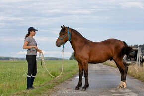 Welsh cob - 4