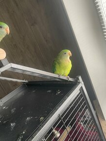 Papoušci nádherní - 4