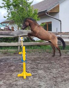 Pony do sportu - 4