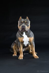 American bully XL ke krytí - 4