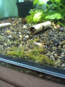 Prodám přebytky z odchovu Neocaridina Palmata Green - 4