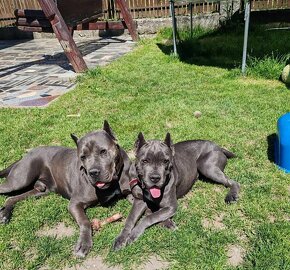 cane corso šteniatka - 4