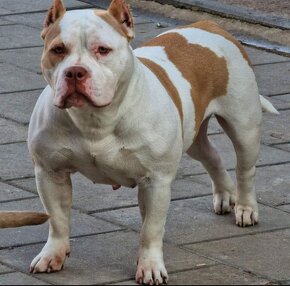 American Bully pekna fenka vnučka GR.CH.Grimm - 4