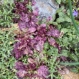 trvalka ajuga reptans-Zběhovec plazivý 'Burgundy Glow' - 4