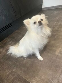 Pomeranian Maya - 4