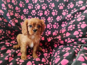 Kavalír King charles spaniel s PP FCI - 4