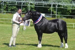 Welsh pony of cob type - připouštění - 4
