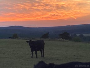 Aberdeen Angus tele BIO - 4