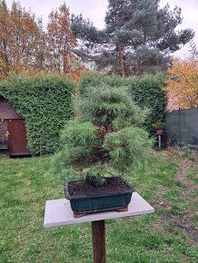 Bonsai Borovice - 4