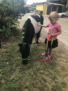 Shetland pony - 4