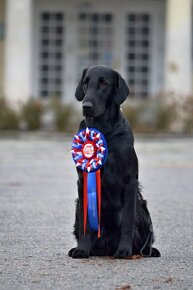 Flat coated retriever štěňata - 4