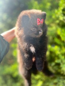 Pomeranian super mini - 4