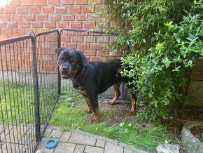 Rotvajler/rottweiler - roční fenka - 4