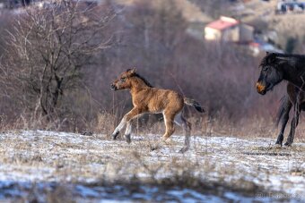 Huculská klisna, hucul, pony, malý kůň - 4