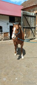 VALACH QUARTER  HORSE - 4