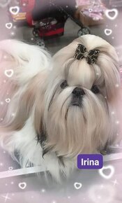 Štěňátka Shih-tzu s PP(shi-tzu, shihtzu) - 4