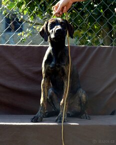 Louisiana Catahoula Louisiansky Leopardi Pes - 4