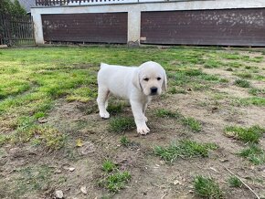 Štěňátka labradorského retrievera - 4