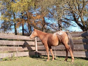 Hřebec Appaloosa/qh - 4