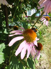 Echinacea purpurea/ Třapatka nachová - 4