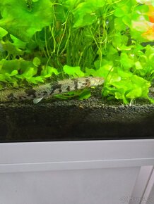 Bichir Endlicherův - 4