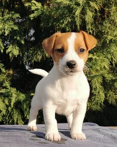 Jack Russel Terier - 4