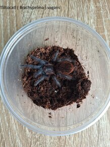 Sklípkani - Acanthoscurria, Brachypelmy, Lasiodora, Nhandu - 4