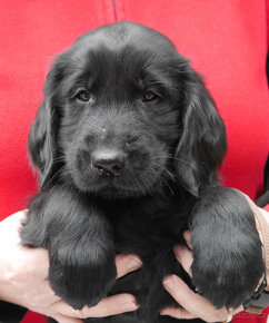 Hnědý a černý pejsek Flat Coated Retriever s PP - 4