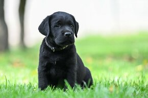 Labrador s PP - černá štěňátka - 4