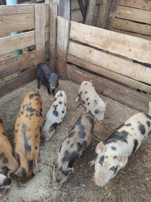 Prodám selata, kune kune a gotinghemske křížené - 4